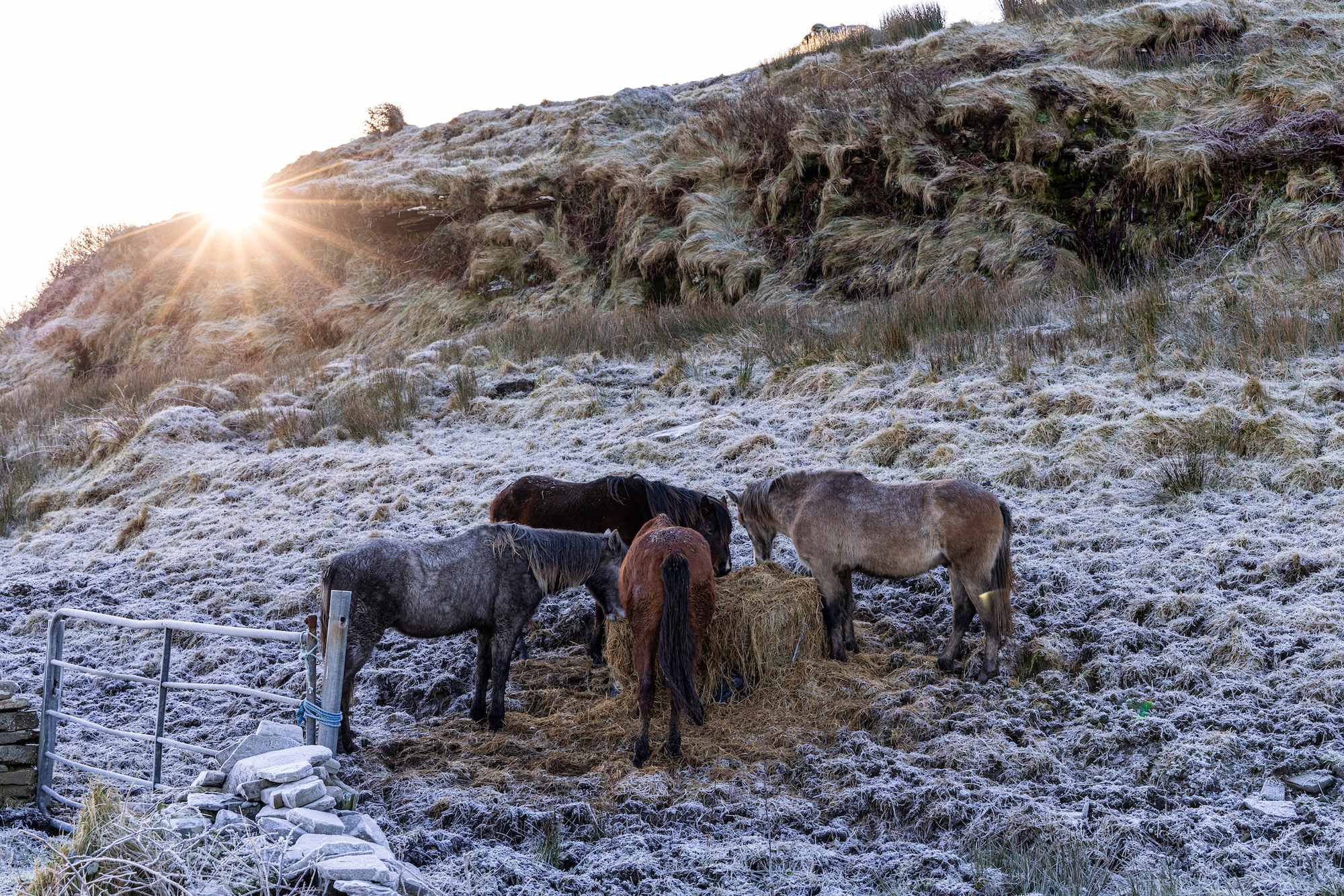 Manu Miguelez - Swell Charger