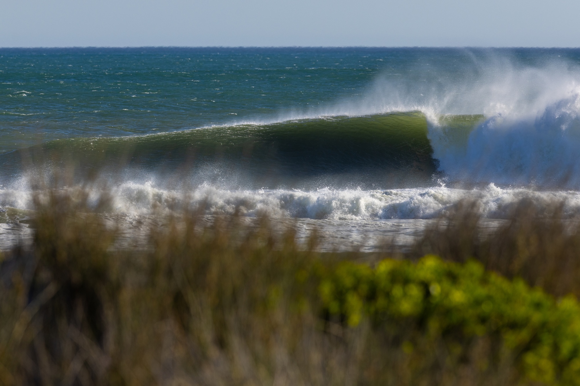 Natural Selection Surf 2026