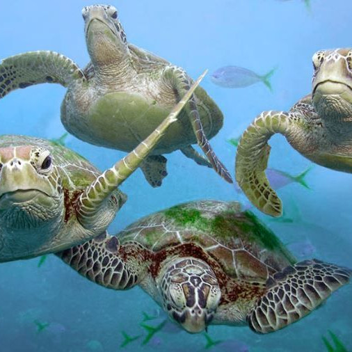 Treasury Turtles and Terrapins 