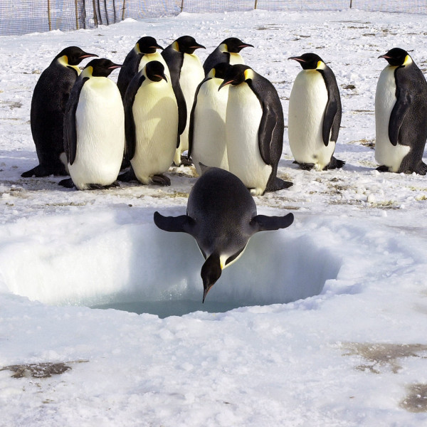 SPPPLASH! (Government of Jersey)