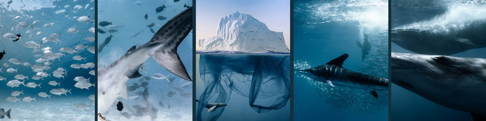 Ocean Culture Life