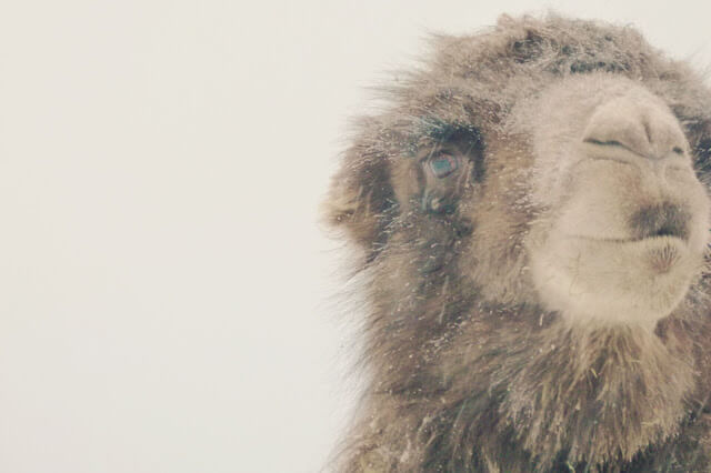 In photos: Memories of Finnish Lapland