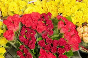 Moments of Happiness: Markets in Amsterdam