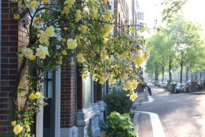 Amsterdam Staycation: The Best Tips, Ideas & Hotels for a Staycation in Amsterdam