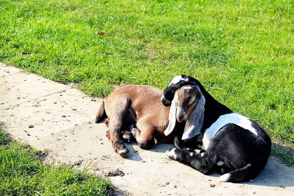 A photo from... an urban farm in Warnsveld