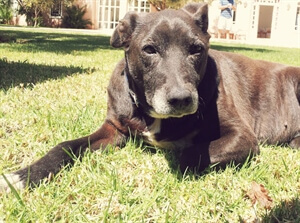 Travel Stories: Moroccan Dogs and an English Girl