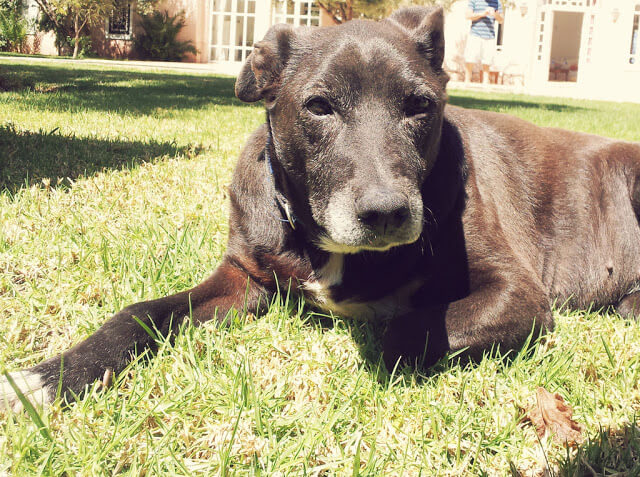 Travel Stories: Moroccan Dogs and an English Girl