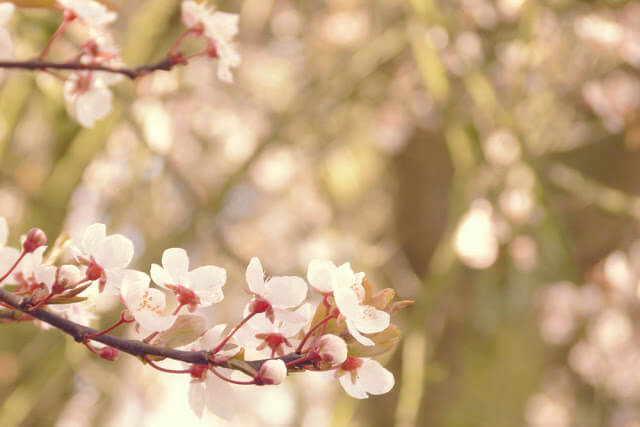 In photos: Spring blossoms in the UK