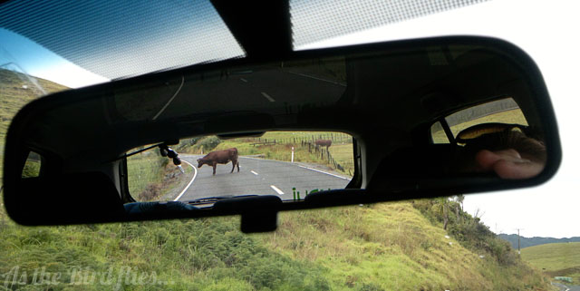 Don't have a cow, man