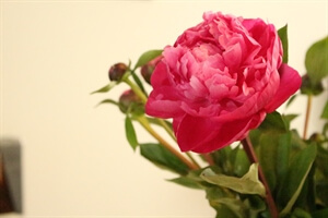 Baby Bird is Coming: I'll be back soon...