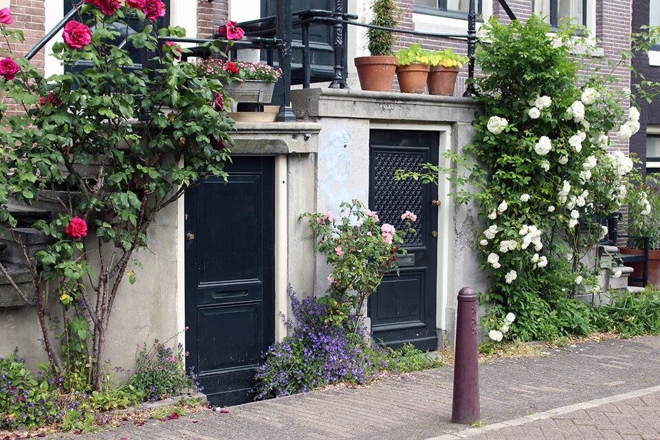 In Photos: Wild Roses in Amsterdam