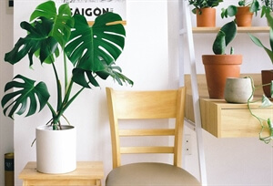 Self-Love: Houseplants Tips for Beginners﻿