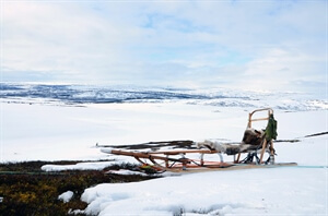 Norway Travel: Dog-Sledding in Norway