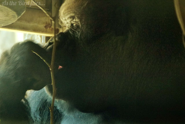 In photos: Chimps and Gorillas at Taronga Zoo, Sydney