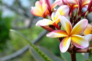 In photos: Flowers from Thailand