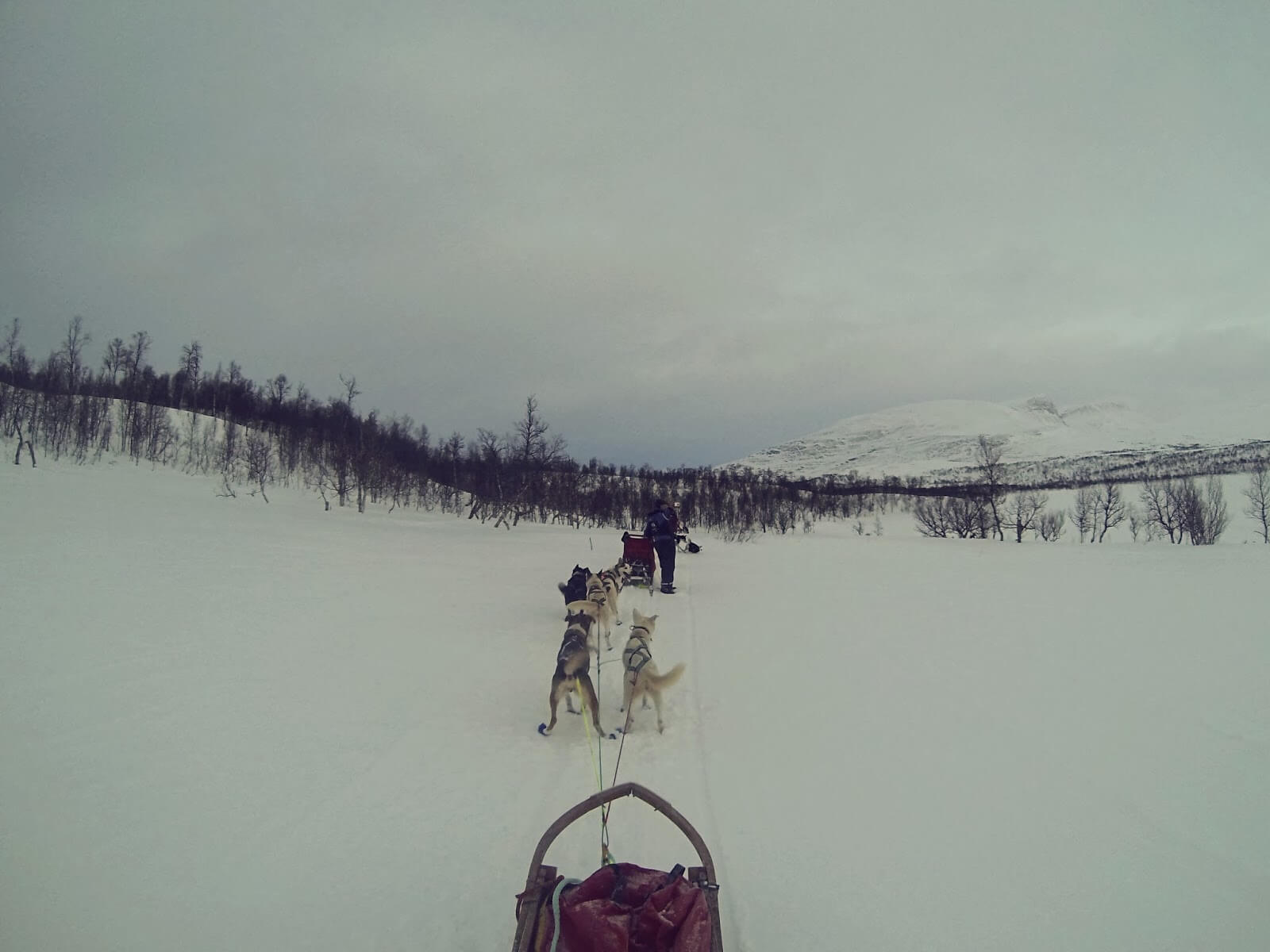 Dog-Mushing Tour in Northern Norway - Chapter One: What is dog mushing anyway?