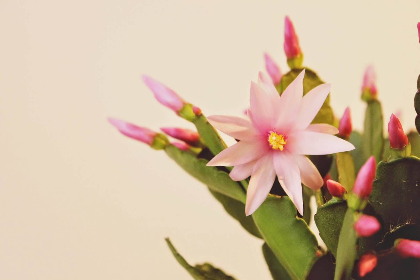 Travel Stories: The Tale of Two Mice & Me