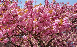 Self-Love: Positive Affirmations for Anxiety & Hard Times﻿