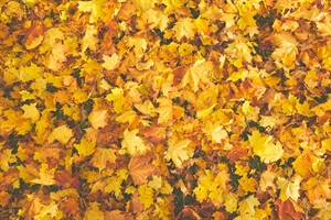 Self-Love: 30 Positive Affirmations for November