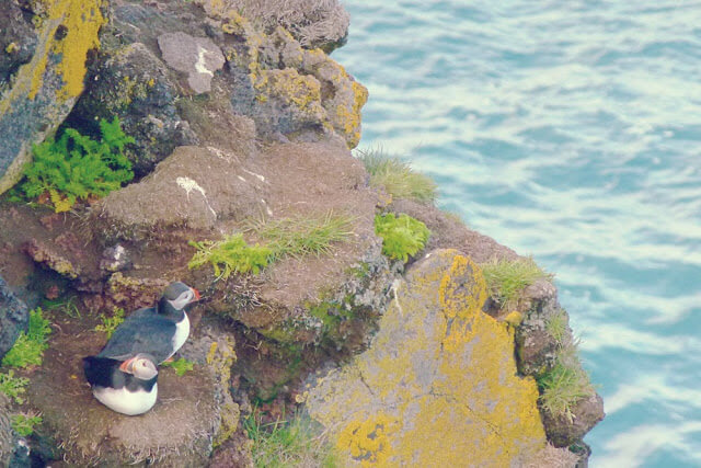Iceland Travel: How to See Puffins in Iceland