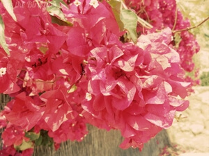 Las Flores: Alicante, Spain