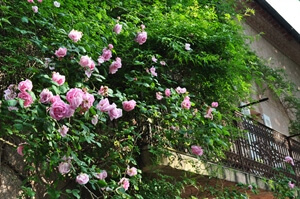 Words from my Stories: Scorpion