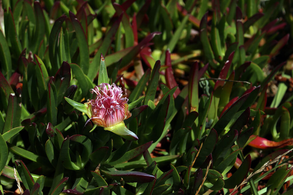 Motherhood: A Playlist of Songs for my Unborn Child