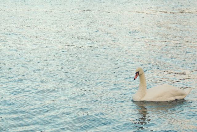 In photos: A walk around the Serpentine