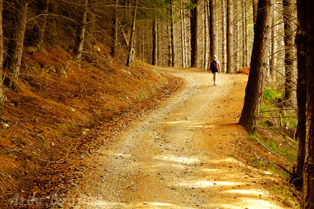 New Zealand Travel: Walking Up Queenstown Hill