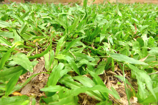 Travel Stories: The grass is greener...