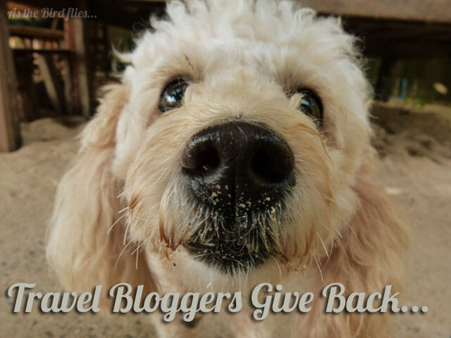 Give it back... Lanta Animal Welfare