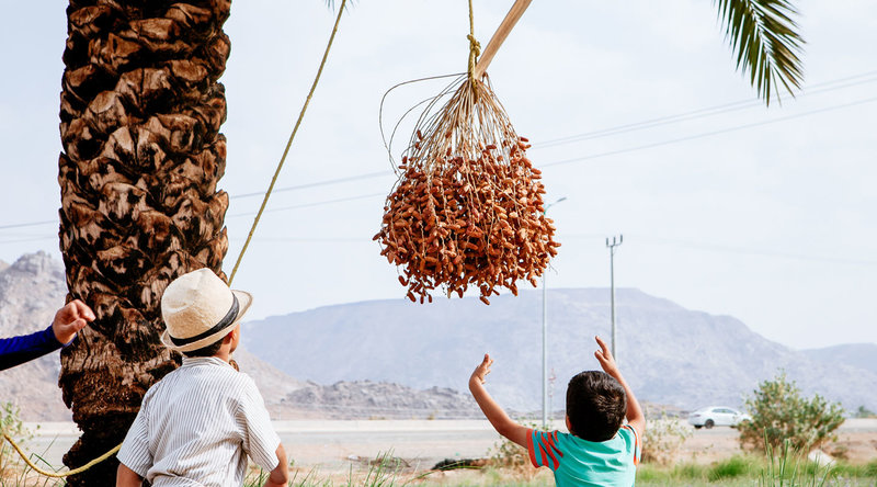 Date harvesting hero 1