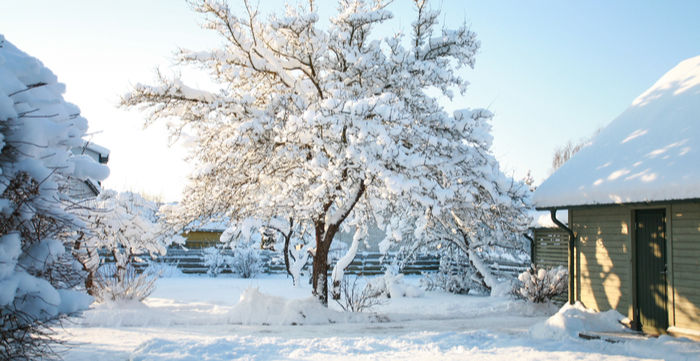 garden in the winter under snow