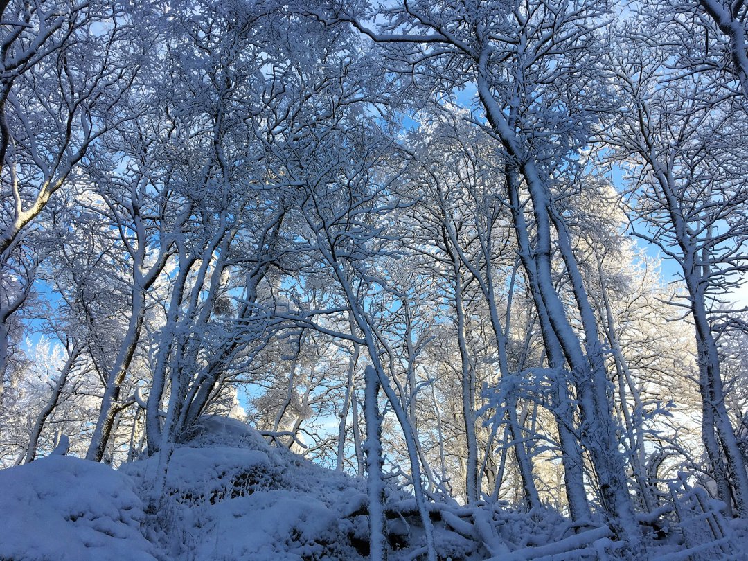 0C688849-7B17-4B45-94C5-E7C677E4CE7B.jpeg