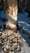 IMG_20171201_113817.jpg