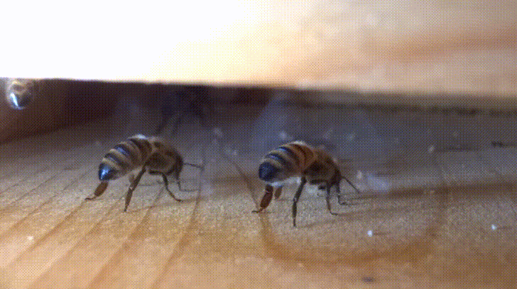 bee.gif