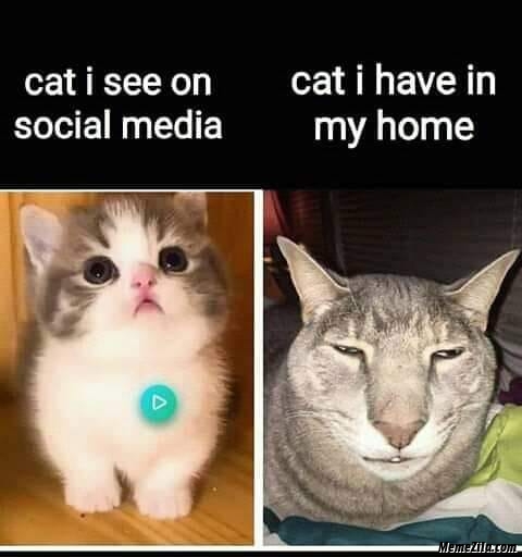 Cat-I-see-on-social-media-vs-get-I-have-in-my-home-meme-1139.jpg