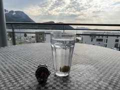 IMG_7344.jpeg