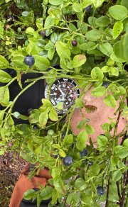 IMG_2230.jpeg