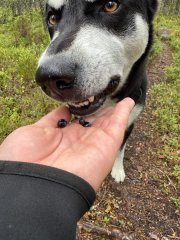 IMG_2241.jpeg