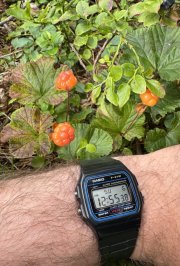 IMG_2256.jpeg
