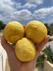 IMG_3129.jpeg