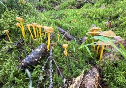 IMG_3275.jpeg