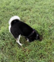 IMG_3288.jpeg