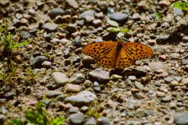 IMG_5391copy.JPG
