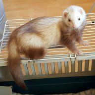 CrazyFerretLady