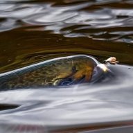 Burkheimer trouthunter