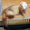 CrazyFerretLady