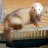 CrazyFerretLady