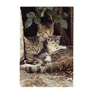 Alle Katzen